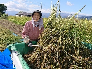 エゴマを収穫する石井さんの写真