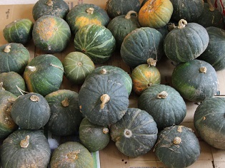 収穫されたかぼちゃの写真
