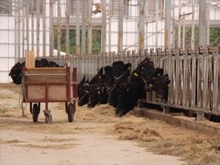 牛舎で刈り取られた牧草を食む牛たちの写真