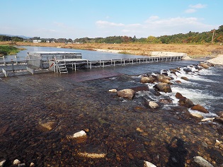 木戸川のヤナ場の写真