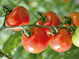 いわき市で採れたトマトの写真