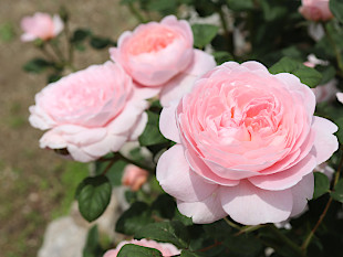 新地Garland まぁるの庭に咲くバラの写真