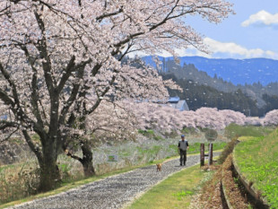ふるどの桜街道の写真