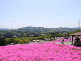 芝桜まつりの様子
