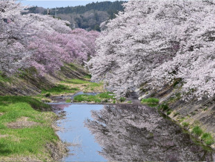 いしかわ桜谷の写真