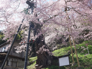 高田桜の写真