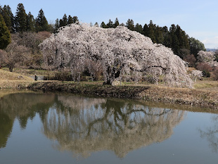 花園しだれ桜の写真