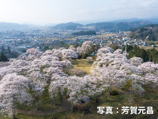赤館城跡の桜並木の背景の写真